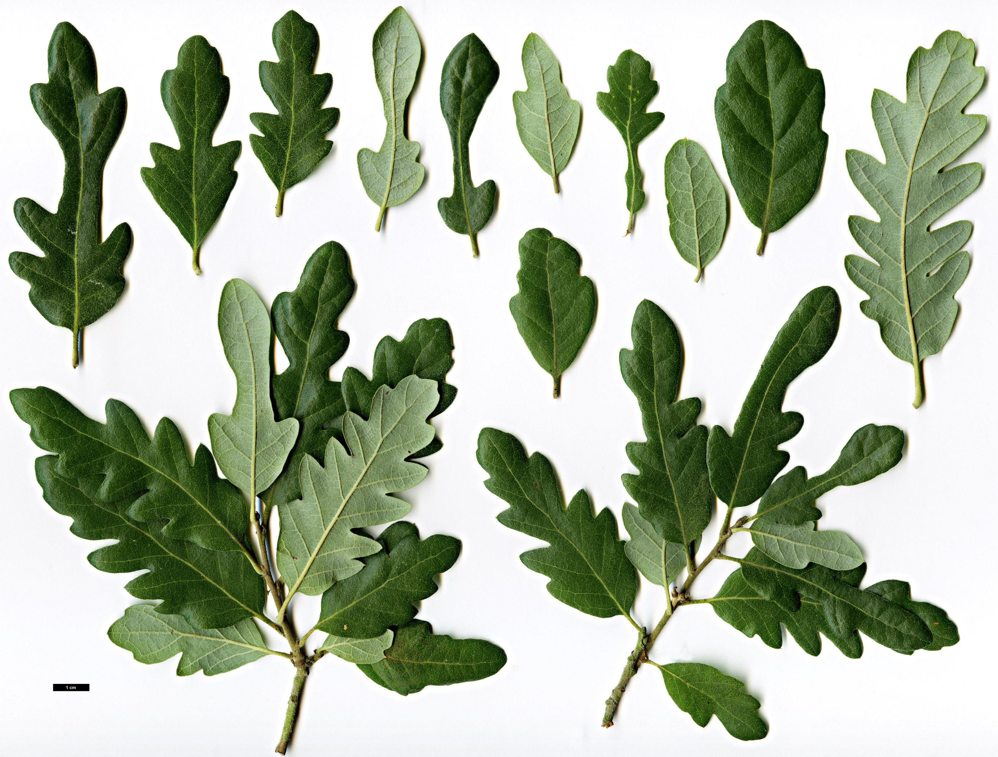 High resolution image: Family: Fagaceae - Genus: Quercus - Taxon: ×crenata - SpeciesSub: 'Diversifolia' (Q.cerris × Q.suber)